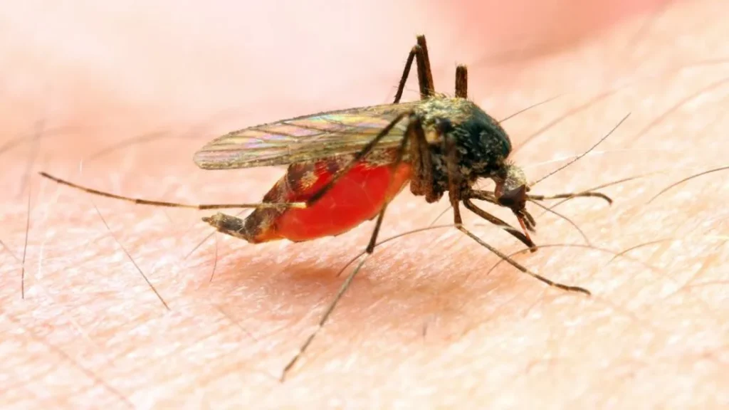 Malaria in Nigeria: SFH Highlights the Critical Need for Action
