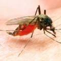 Malaria in Nigeria: SFH Highlights the Critical Need for Action 4 Malaria in Nigeria: SFH Highlights the Critical Need for Action