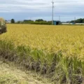 Japan’s Rice Prices Surge Again, Testing Leadership of New Prime Minister