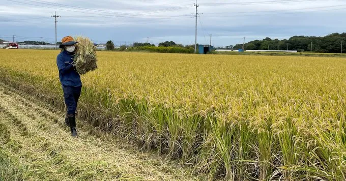 Japan’s Rice Prices Surge Again, Testing Leadership of New Prime Minister