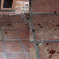 Nancy Guthrie Case: Unidentified DNA Found at Arizona Property