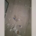 Meteorite Hits Houston Home After Fireball Sparks Citywide Boom