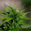 DOJ Reclassifies Medical Marijuana to Schedule III
