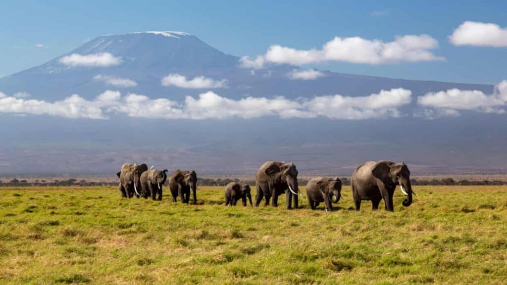 Kenya Investigates Mysterious Deaths of 15 Elephants