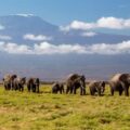 Kenya Investigates Mysterious Deaths of 15 Elephants