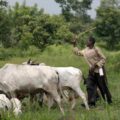 2 Herders Arraigned in Court Over Alleged Unlawful Grazing