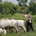 2 Herders Arraigned in Court Over Alleged Unlawful Grazing