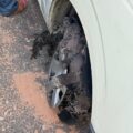 Peter Odey survives car accident